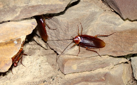 La cucaracha americana se reproduce asexualmente para proliferar